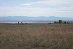 Stipa pennata