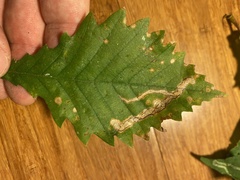 Cameraria tubiferella