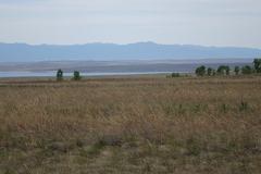 Stipa pennata