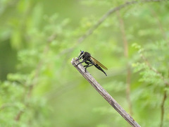 Promachus painteri