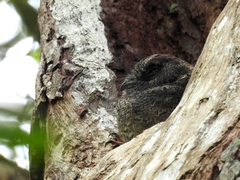 Barred Owlet-Nightjar photo 5