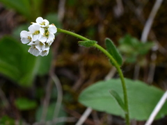 Arabis ciliata