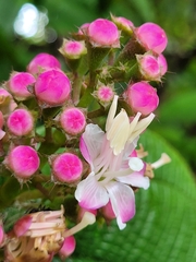 Miconia tococa