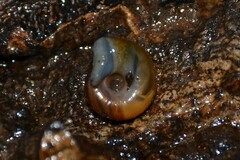 Aegopinella nitidula