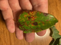 Marmara smilacisella