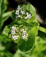 Valerianella radiata