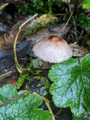 Lepiota atrodisca