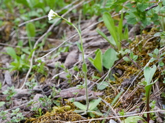 Arabis ciliata