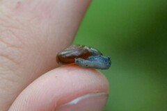 Aegopinella nitidula