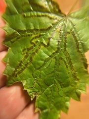 Phyllocnistis vitegenella