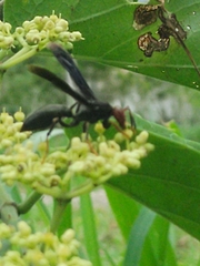 Polistes erythrocephalus