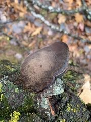 Lentinus brumalis
