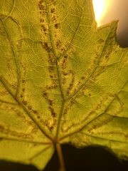 Phyllocnistis vitegenella