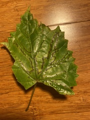 Phyllocnistis vitegenella