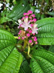 Miconia tococa