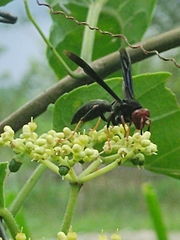 Polistes erythrocephalus