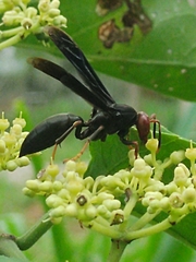 Polistes erythrocephalus