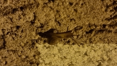 Hygromia cinctella