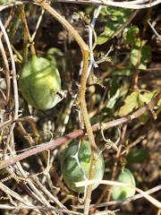Passiflora bryonioides