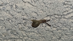 Hygromia cinctella
