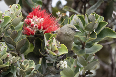 Chlorodrepanis virens