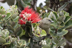 Chlorodrepanis virens