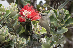 Chlorodrepanis virens
