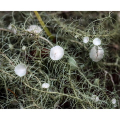Usnea quasirigida