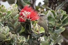Chlorodrepanis virens
