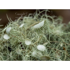 Usnea quasirigida