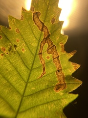 Cameraria tubiferella