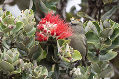 Chlorodrepanis virens