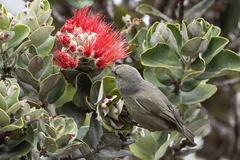 Chlorodrepanis virens