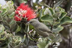 Chlorodrepanis virens