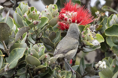 Chlorodrepanis virens