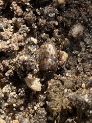 Onthophagus variegatus