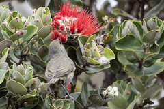 Chlorodrepanis virens
