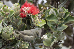 Chlorodrepanis virens