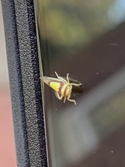 Colladonus clitellarius