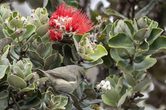 Chlorodrepanis virens