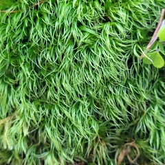 Paraleucobryum longifolium