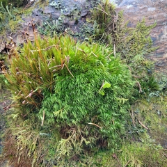 Paraleucobryum longifolium