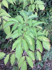 Sambucus canadensis