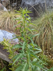 Datisca glomerata