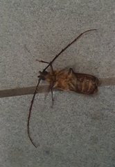 Prionoplus reticularis