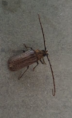 Prionoplus reticularis