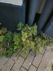 Urtica dioica