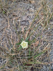 Chamaesaracha edwardsiana