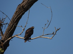 Buteo jamaicensis