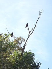 Cathartes aura